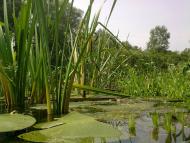 Перевіз з panoramio.com