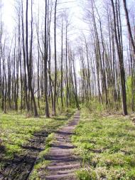 Бушеве з panoramio.com - Busheve