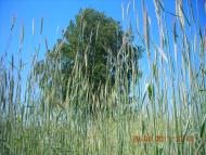 Пересічна з panoramio.com