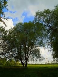 Біле з panoramio.com