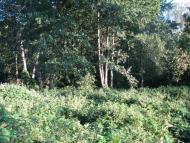 Пиротчине з panoramio.com