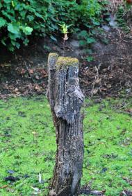 Згар з panoramio.com