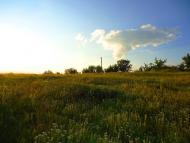 Дрозди з panoramio.com