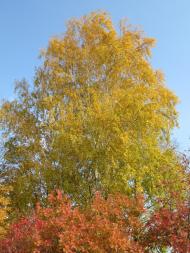 Лаврики з panoramio.com