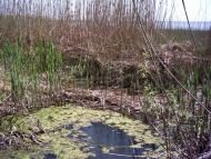 Комишівка з panoramio.com