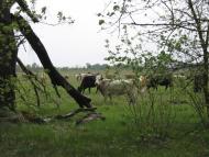 Лутава з panoramio.com