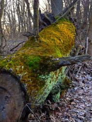 Синичине з panoramio.com