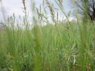 Любимівка з panoramio.com