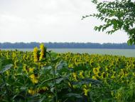 Майданецьке з panoramio.com - Maydanetske