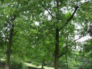 Вила з panoramio.com - Вила