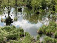 Плотича з panoramio.com