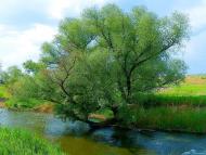 Біле з panoramio.com