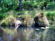 Струмок з panoramio.com