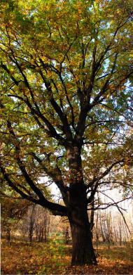 Червоні Квіти з panoramio.com