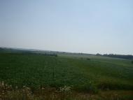 Ленківці з panoramio.com