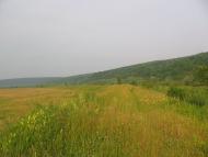 Сокіл з panoramio.com