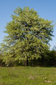 Свяття з panoramio.com