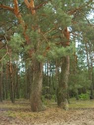 Лисняки з panoramio.com