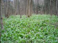 Їжівці з panoramio.com