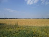 Ромашки з panoramio.com