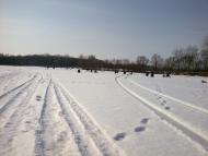 Купчичі з panoramio.com