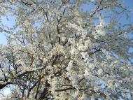 Сонячне з panoramio.com