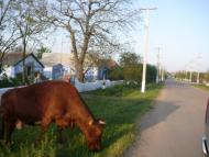 Кордон з panoramio.com