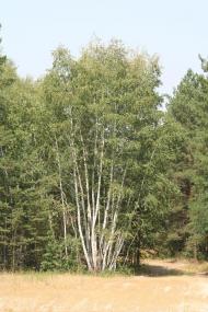 Андріївка з panoramio.com