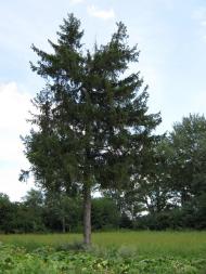 Дем'янці з panoramio.com