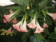 В минулому дикорослі.