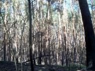 Мала Снітинка з panoramio.com