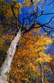 Гавареччина з panoramio.com