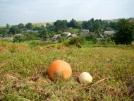 Вишнів з panoramio.com