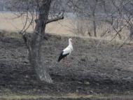 Краснопілля з panoramio.com