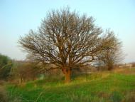 Любимівка з panoramio.com