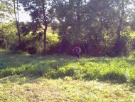 Млиниська з panoramio.com