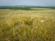 Красний Деркул з panoramio.com