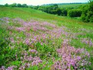 Єлизаветівка з panoramio.com