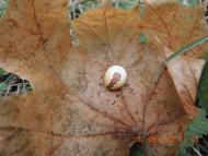 Піщане з panoramio.com