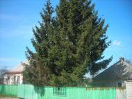 Пересічна з panoramio.com