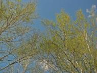 Кованьківка з panoramio.com