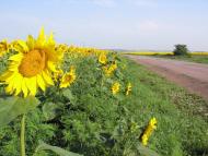 Александро-Марьевка - Последние фото