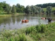 Федорівка з panoramio.com