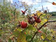 Дрозди з panoramio.com