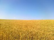 Широка Балка з panoramio.com