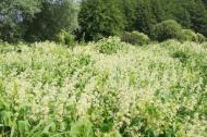 Кицівка з panoramio.com