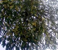 фантазії природи