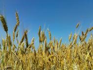 Підлисся з panoramio.com