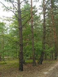 Лисняки з panoramio.com