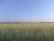 Червона Зірка з panoramio.com